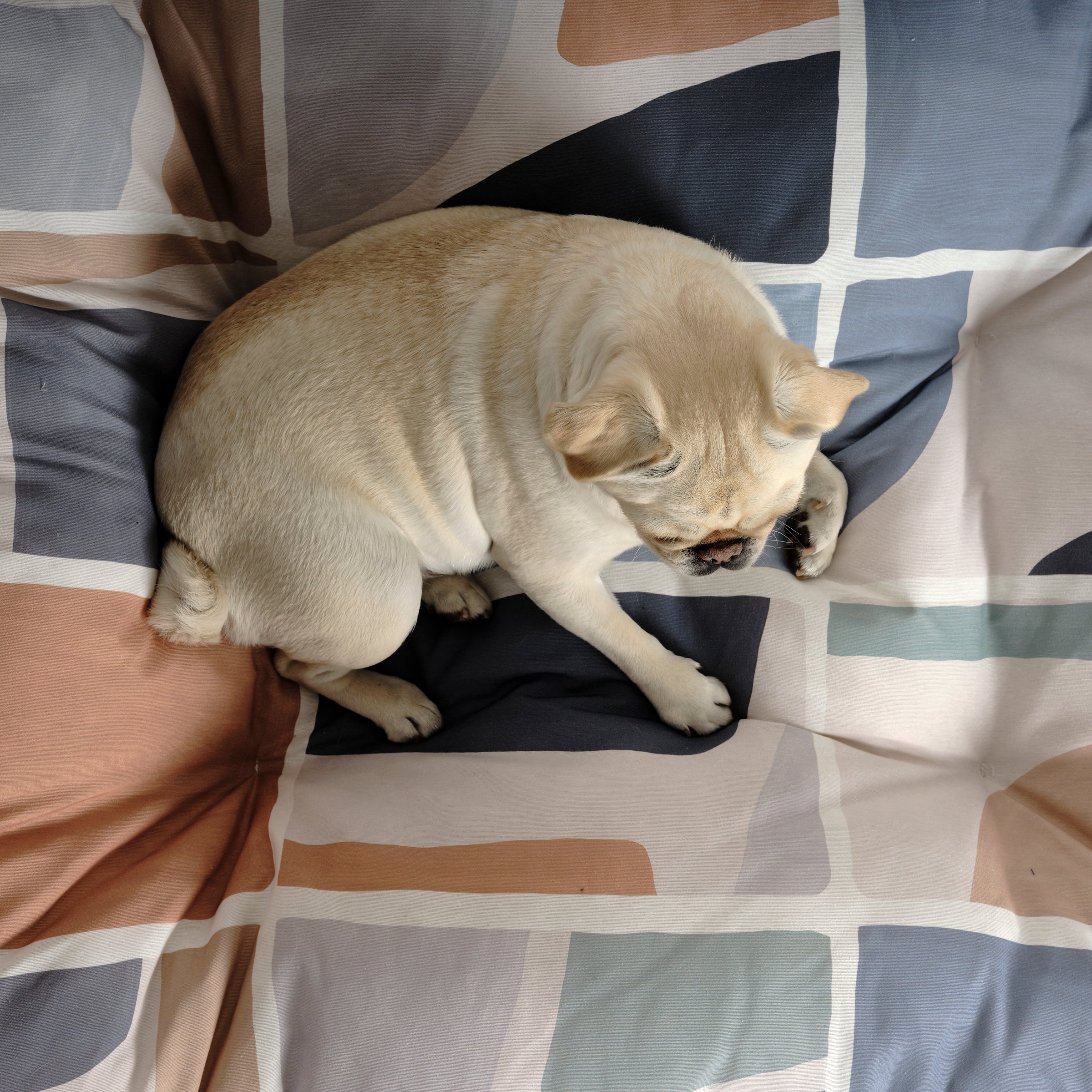 Cama para mascotas gruesa y acolchada antimanchas Peníscola