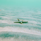 Nappe antitache Vera 100% coton