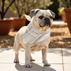 Pack 2 unidades bandana para mascotas Modelo 10