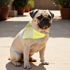 Pack 2 unidades bandana para mascotas Modelo 24