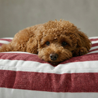 Cama para mascotas gruesa y acolchada antimanchas Torrox Grande