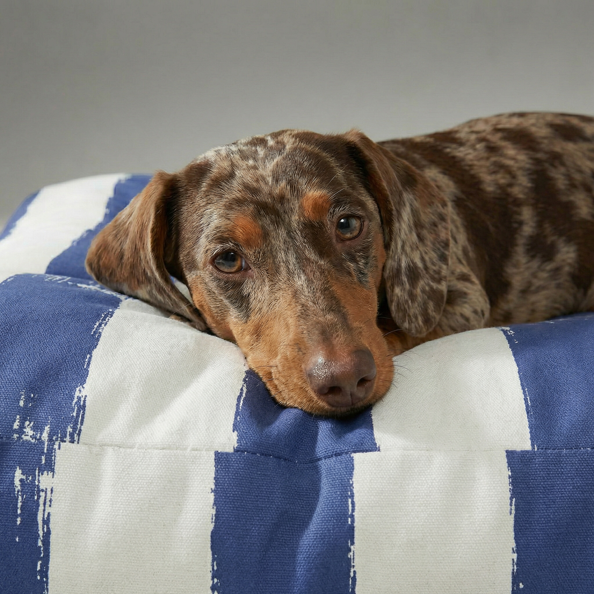 Cama para mascotas gruesa y acolchada antimanchas Cambrils